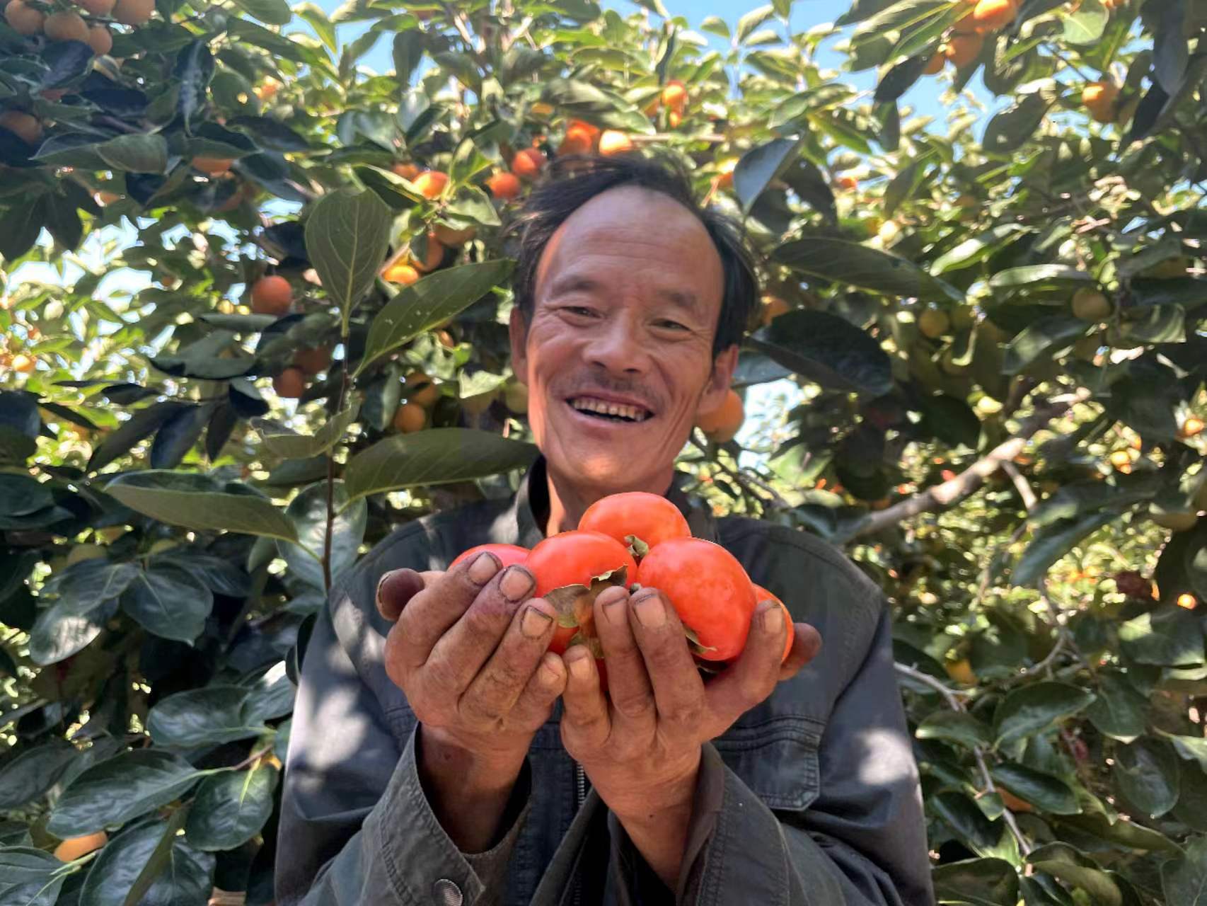 【剪树哥自家】陕西火晶柿子 软糯甘甜 3斤5斤装