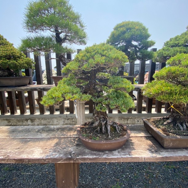 一物一拍，黑松盆景，罗汉松盆景