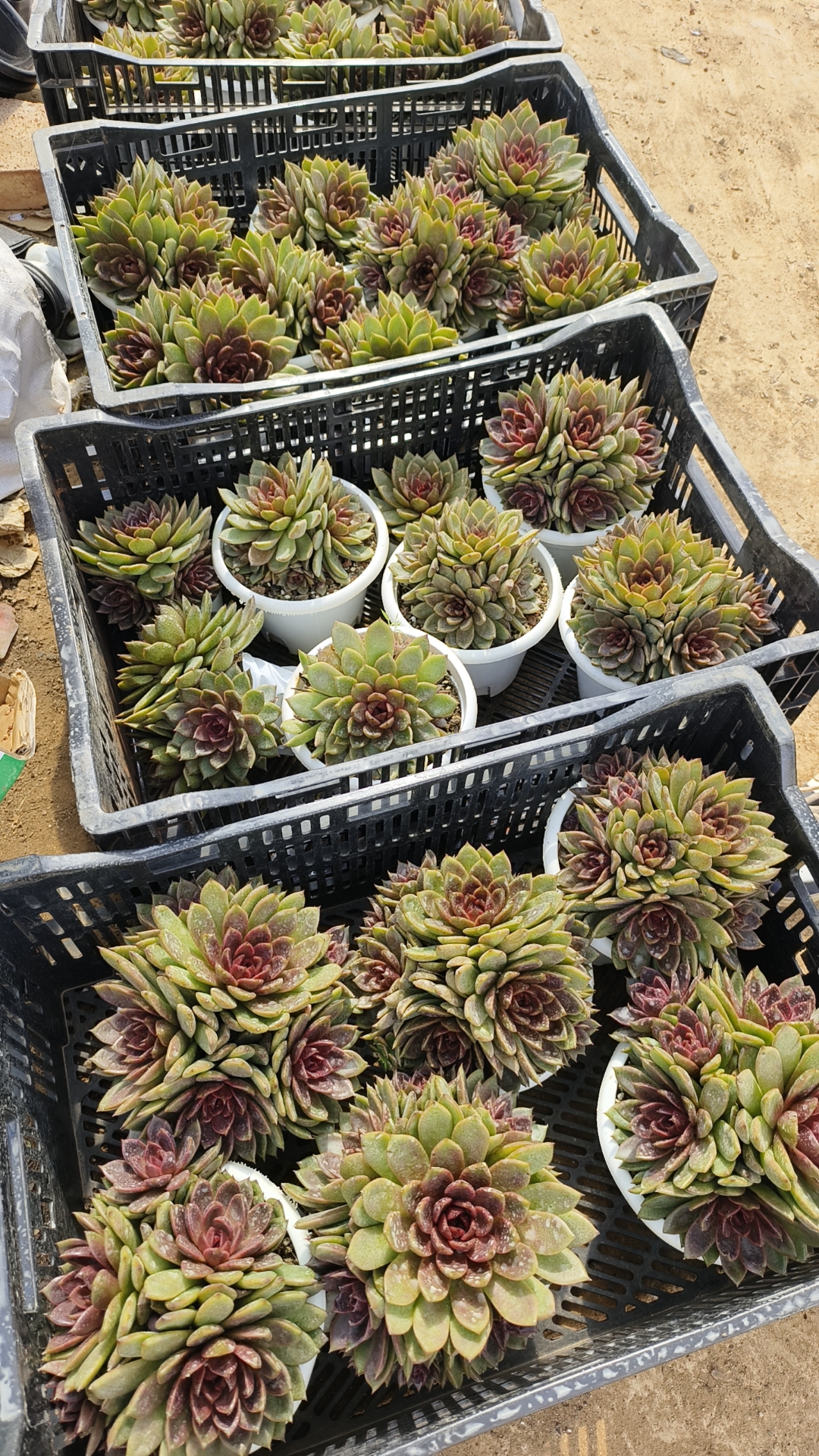 2号链接，春红多肉，一物一拍，满28元包邮。轻微的断枝掉叶不包。