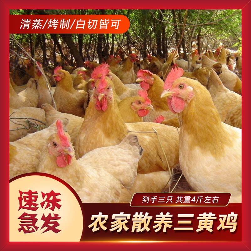 【到手三只】农家散养三黄鸡新鲜现杀土鸡白条鸡D