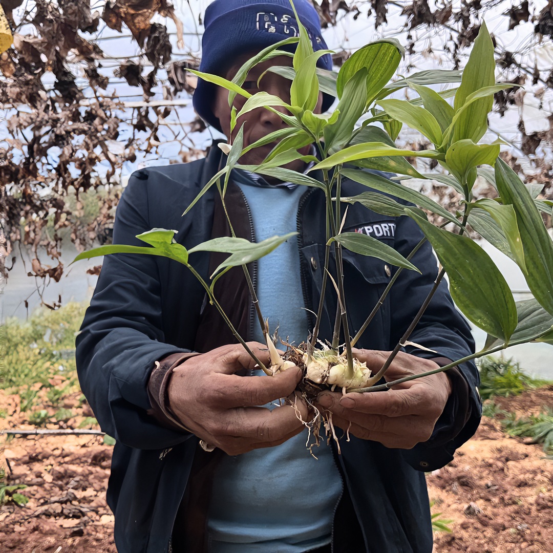黄精苗中药材野黄精新鲜现挖现发易成活多花姜型鸡头甜黄精种植苗