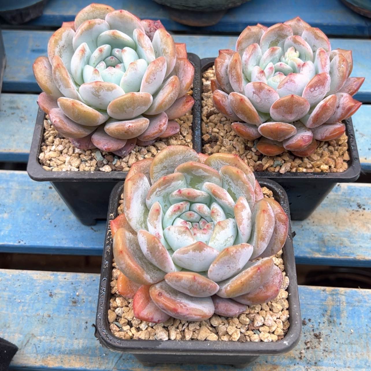 【闪购商品】星影3颗打包11厘米