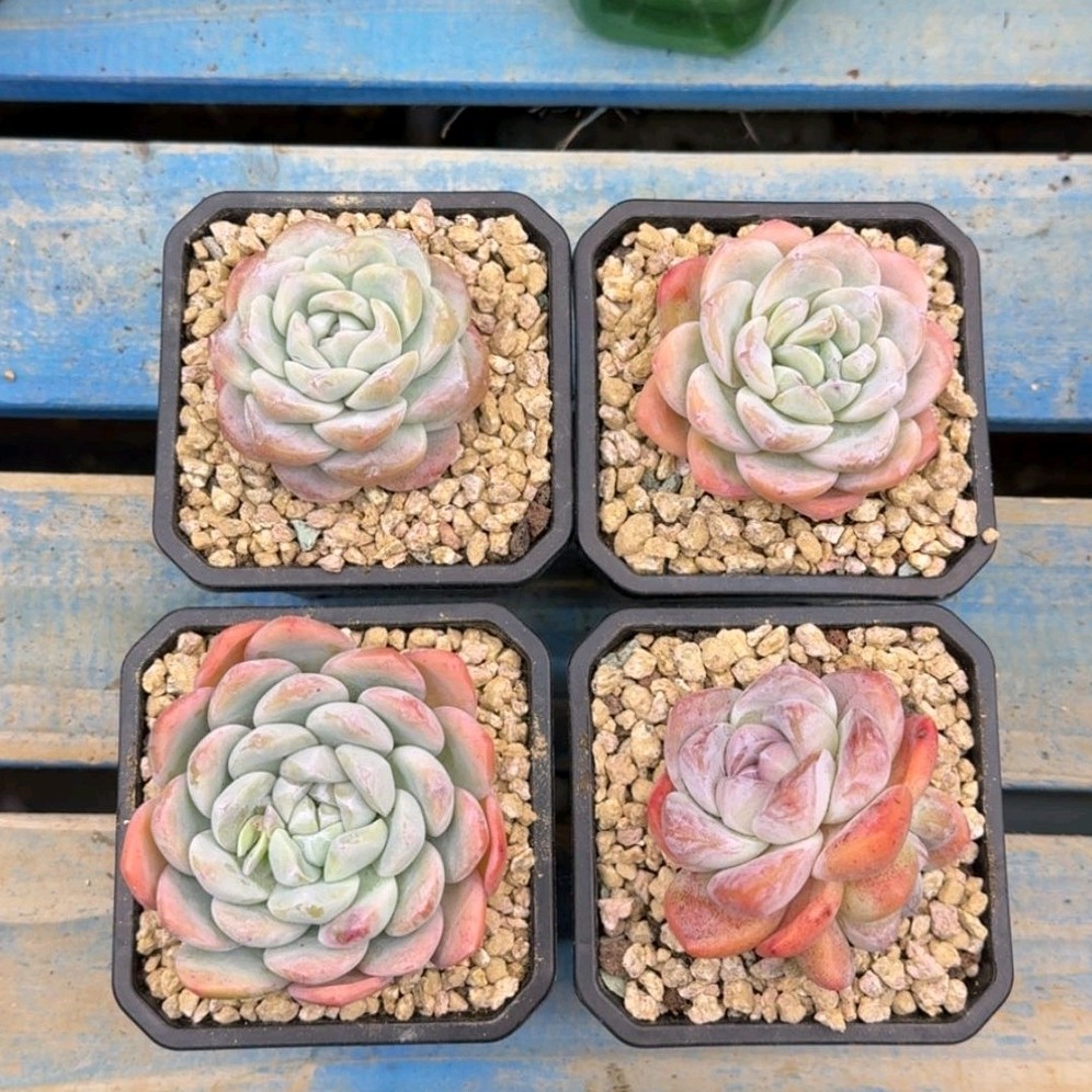 多肉植物 冰玉群4颗打包