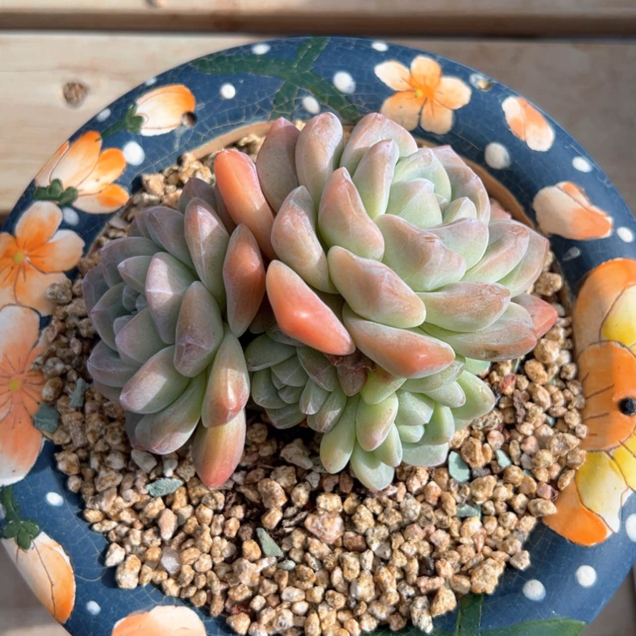 【闪购商品】奶油冰玉