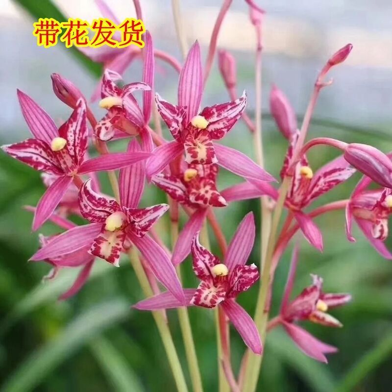 爆盆带多花发货 兰花 七彩红猫蝴蝶 开花香 室内盆栽花卉