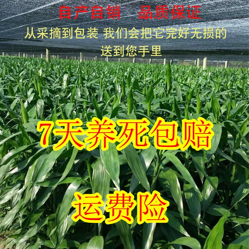温馨农场富贵竹水养植物基地直发花开富贵节节高懒人好养桌面摆件