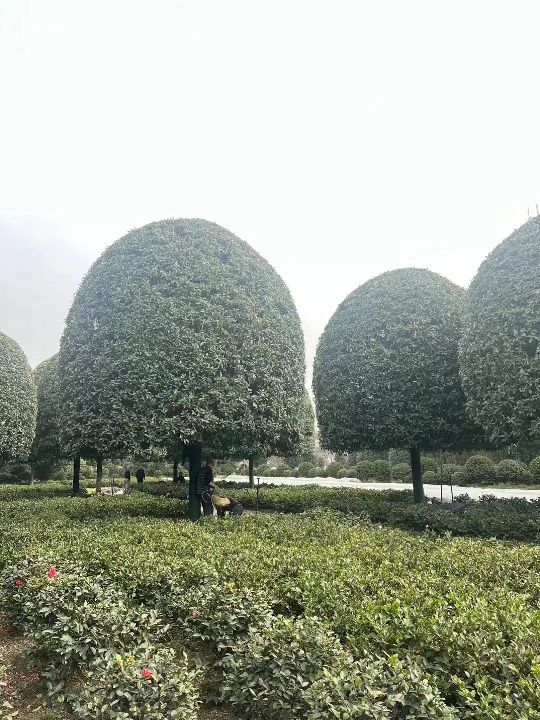 特级大原生桂花树地经28-30公分 金桂 丹桂 银桂别墅庭院四季常青