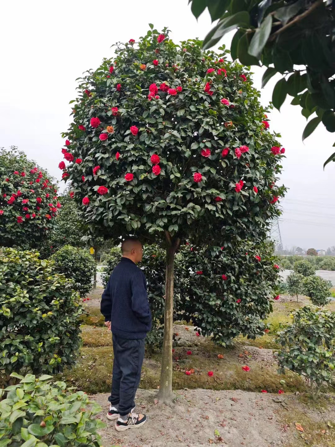 精品香妃茶花 山茶花  四季常青不落叶 庭院别墅首选