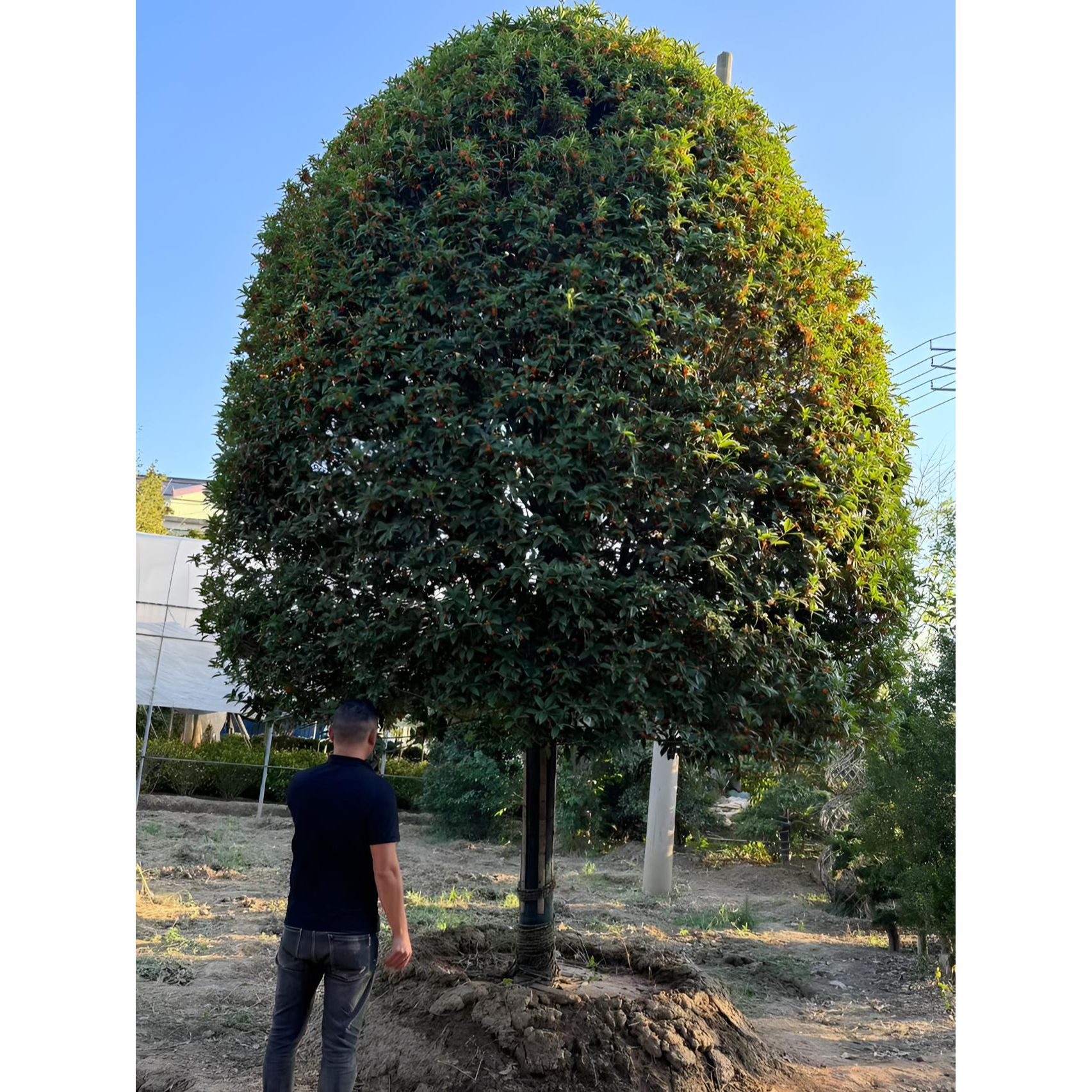 原生18-20公分桂花树 5米高杆 金桂  丹桂  四季桂  四季常青