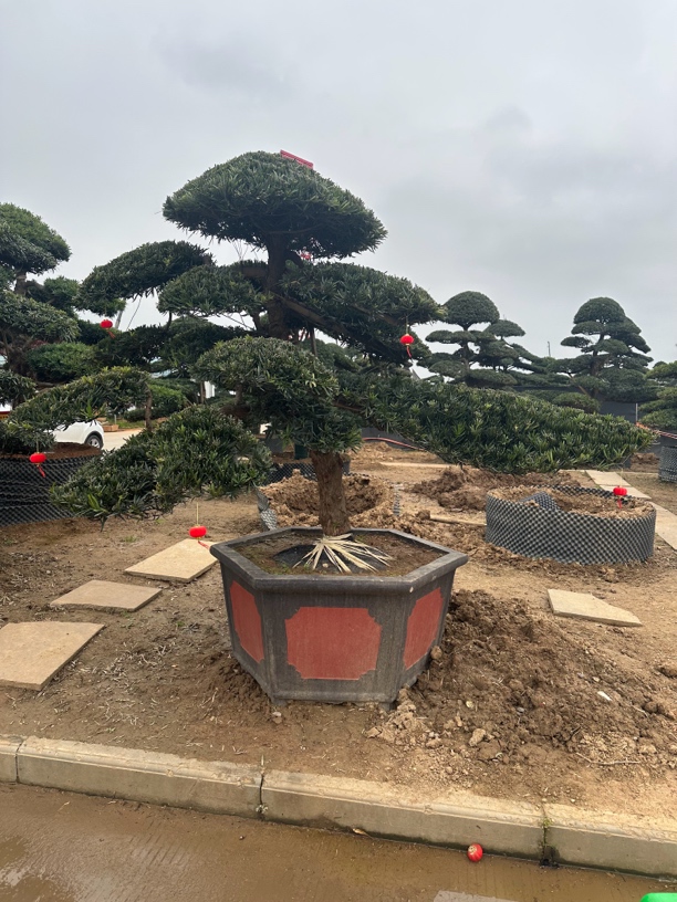 罗汉松大树 罗汉松树苗 造型罗汉松 罗汉松树桩盆景 迎客松圣诞树