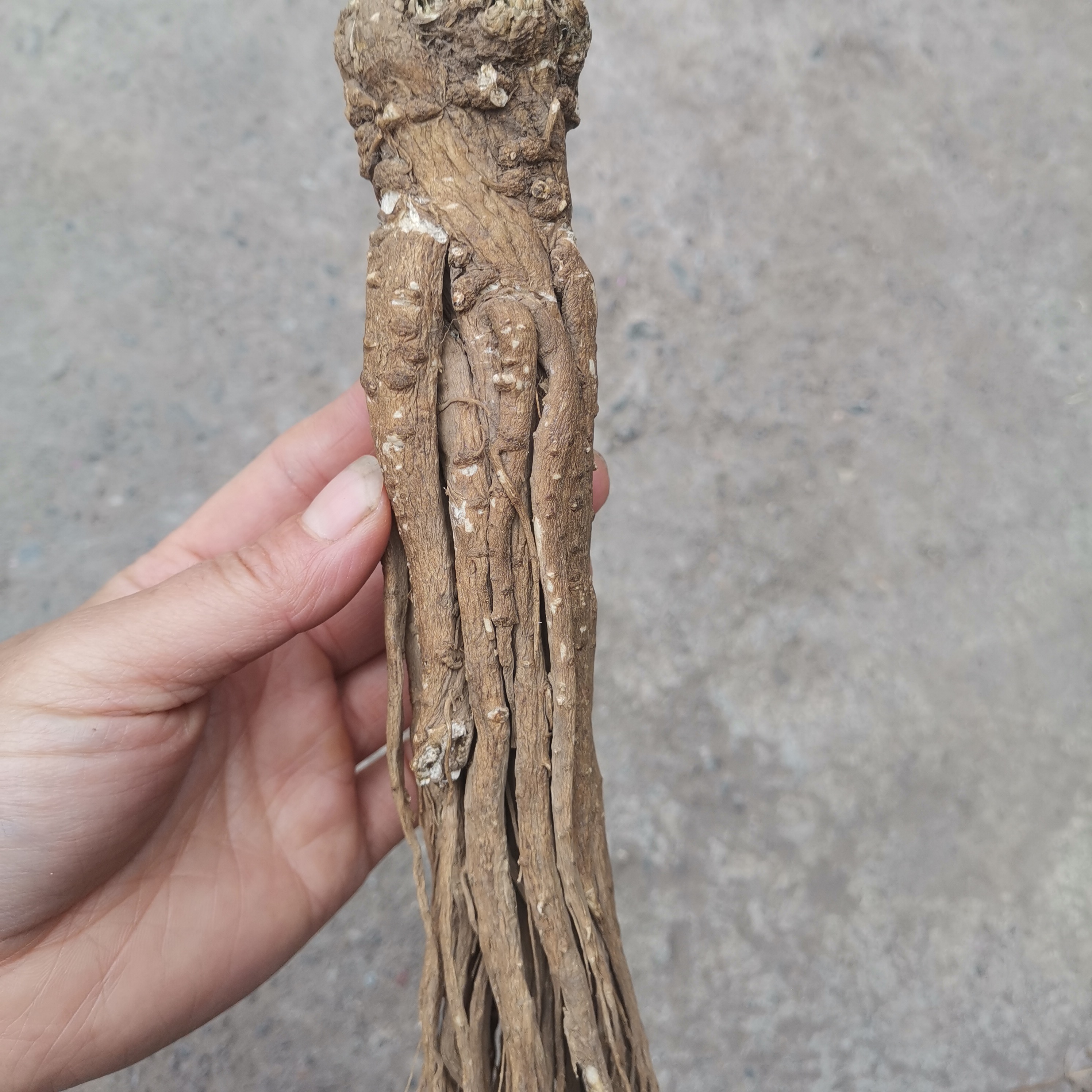 小菊家自种当归无硫全当归干货500g包邮