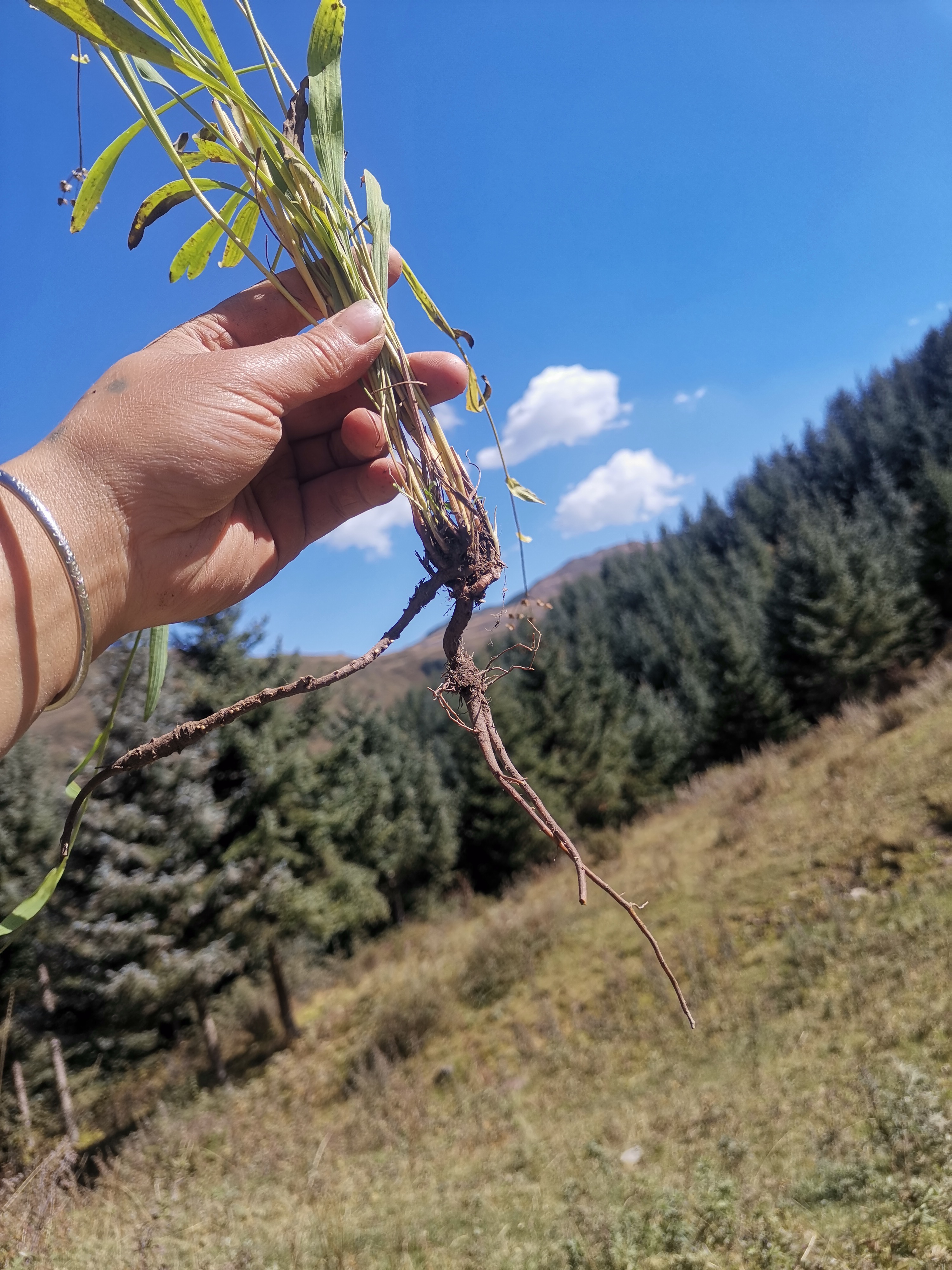野生柴胡又名北柴胡干货250g--500g包邮