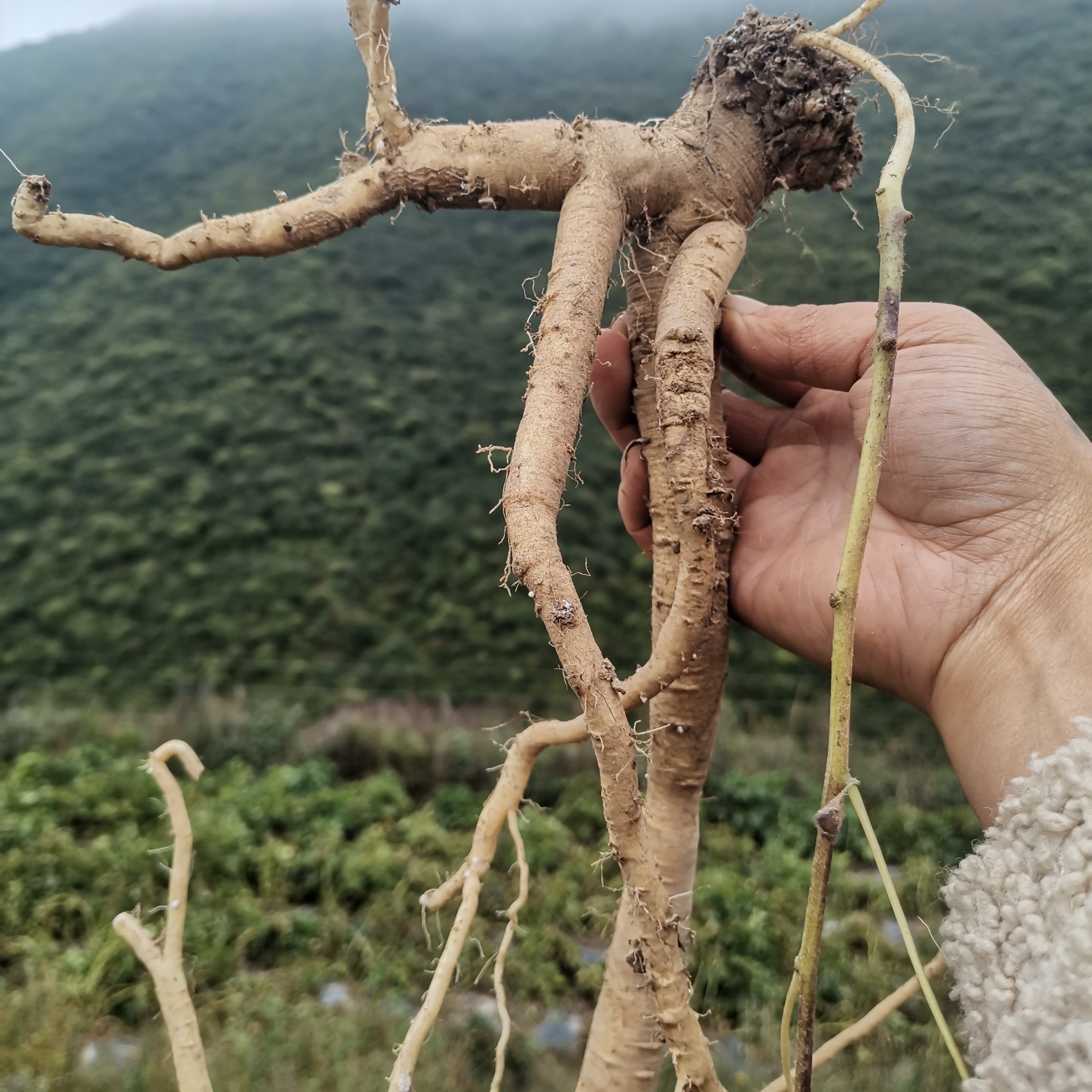 甘肃多年生老党参250g起包邮