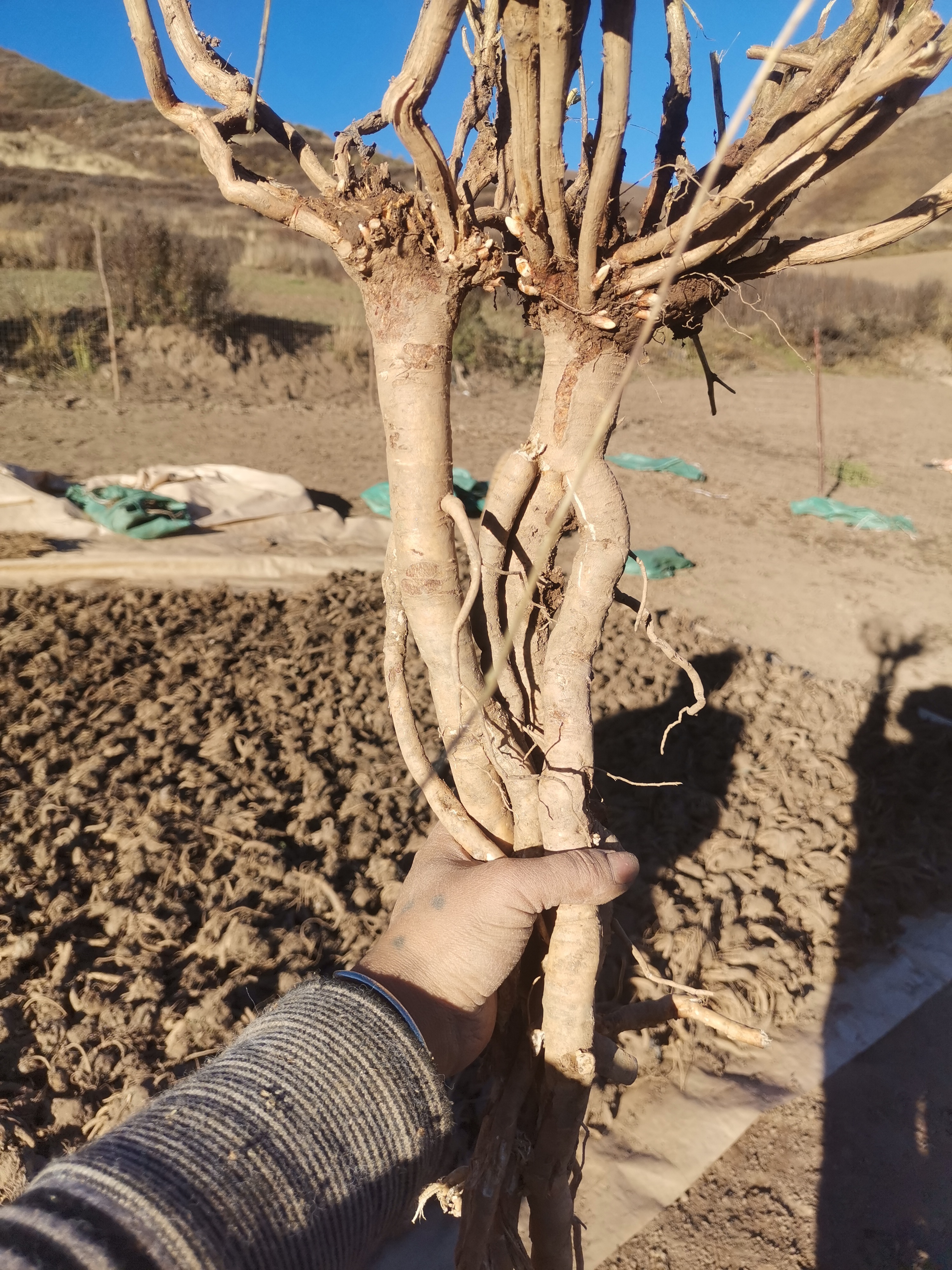 甘肃深山采挖野生黄芪切片250g包邮