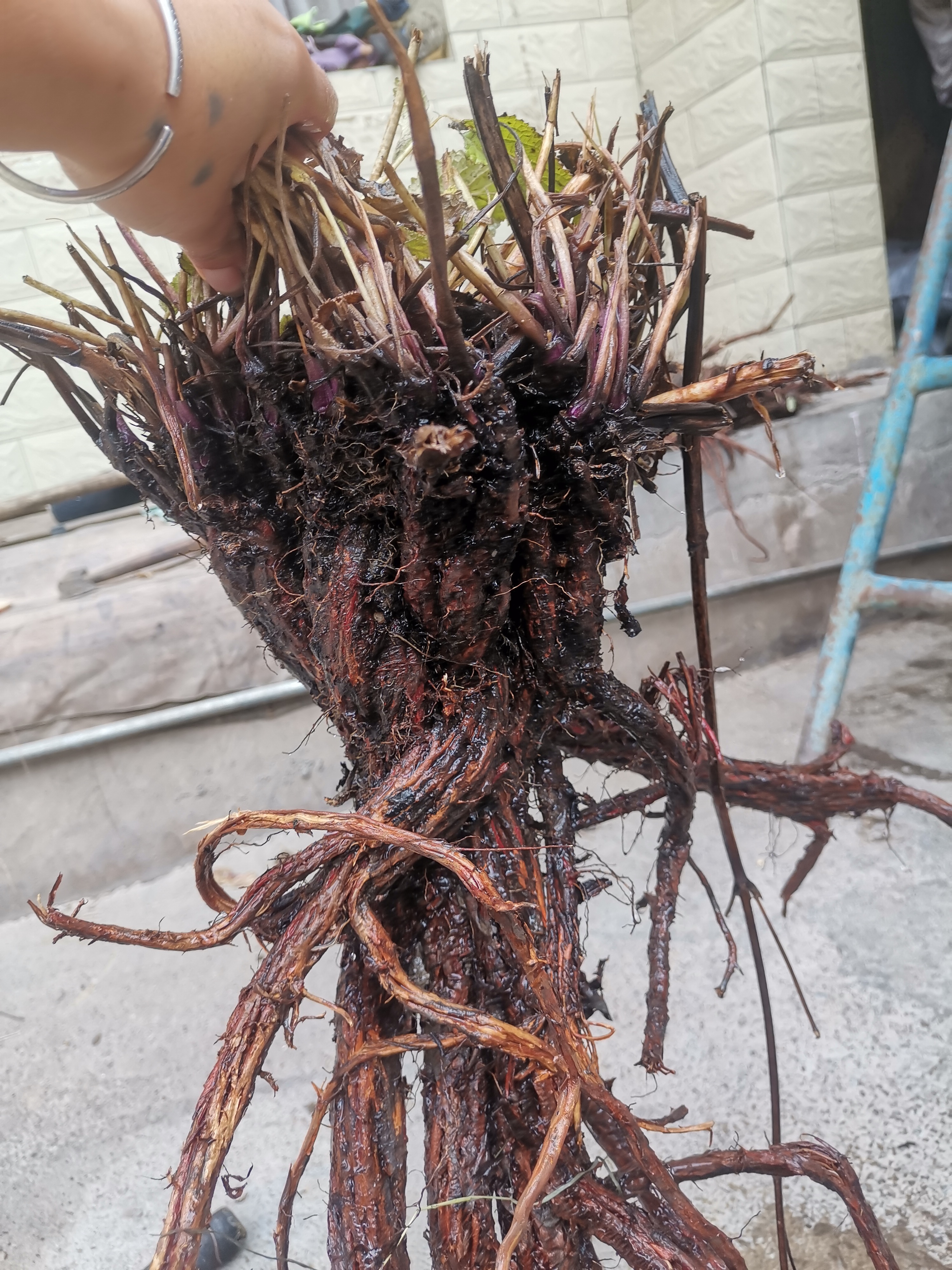 甘肃野生紫丹参 可整根可切片250g起