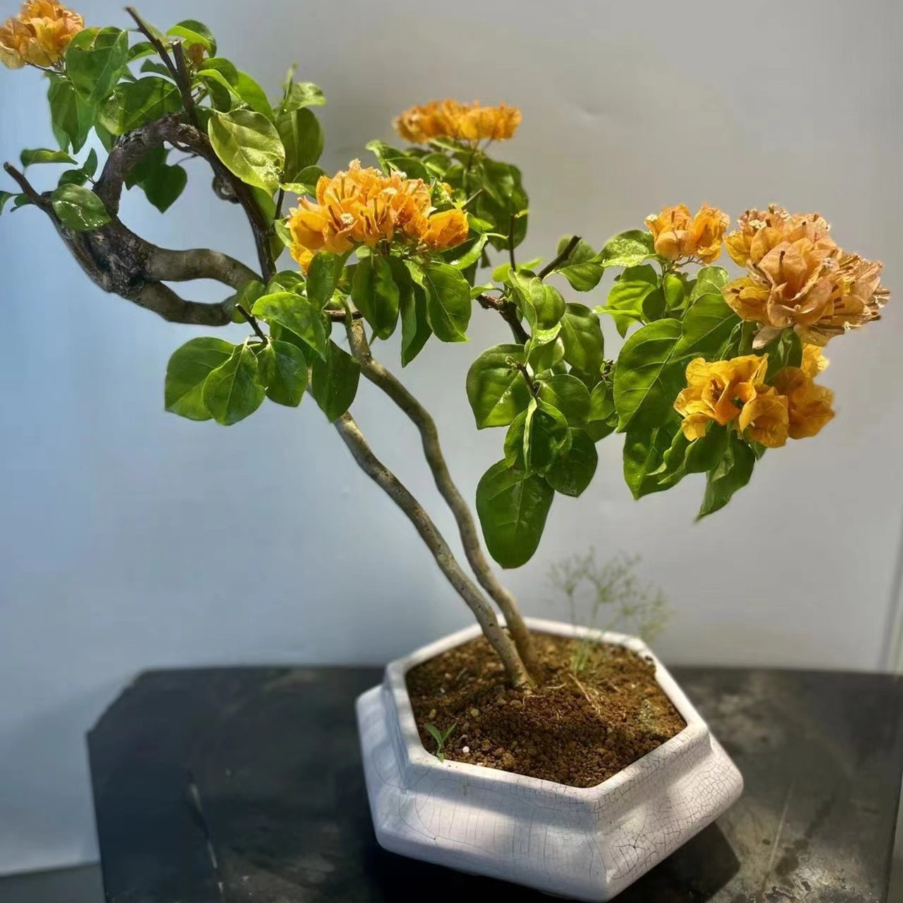 偏远地区  榆树栀子榕树雀梅各类盆景（一物一拍）找对应金额付款