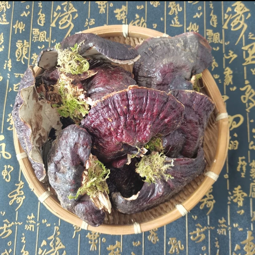 长白山灵芝，松杉赤灵芝，半野生