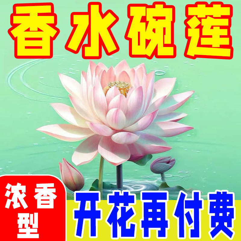 【浓香驱蚊】碗莲种子水培四季开花水培水养绿植睡莲荷花无土盆栽花