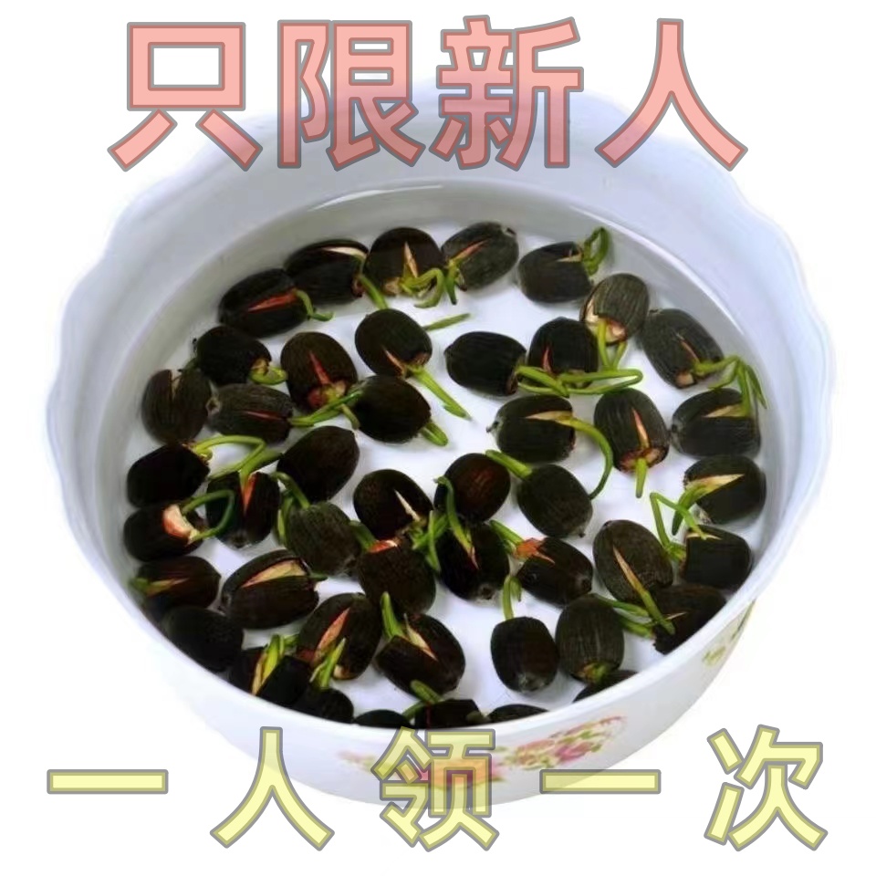 碗莲种植方法水培花卉水养七彩睡莲荷花懒人家用室内四季阳台净化