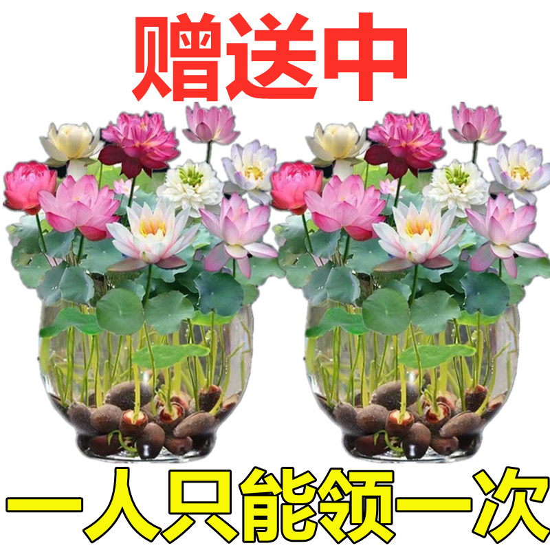 水培花卉水养碗莲种七彩五颜六色碗莲种植方法四季何花荷花种桌面