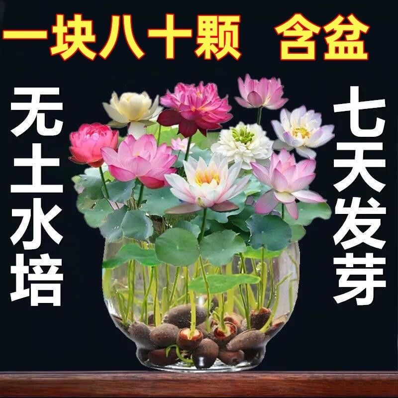 荷花水养莲花碗莲种植方法懒人水培植物碗莲种子七彩五颜六色教程