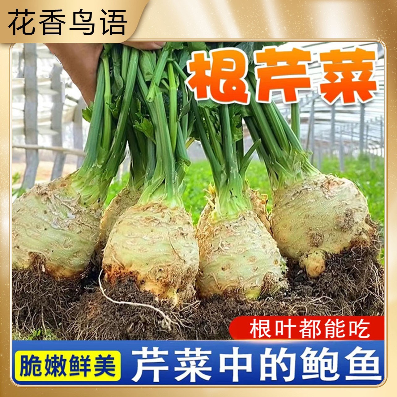 【9.9元3包】根芹种子阳台盆栽块芹洋芹球塘蒿蔬菜莱种籽高产四季