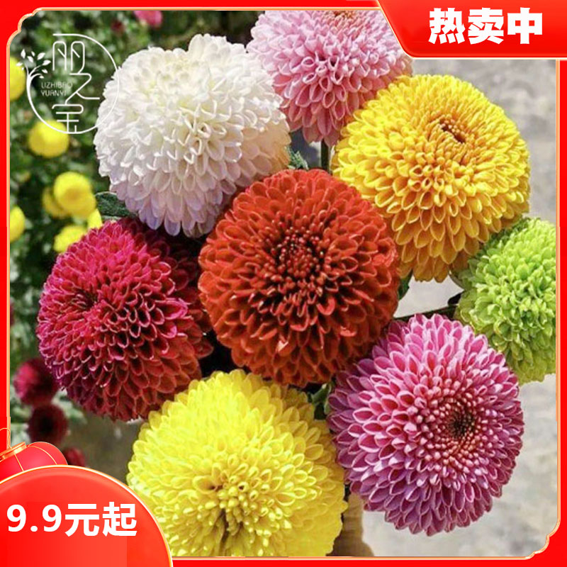 【9.9元乒乓菊菊花种子】行四季易种活室内外阳台鲜花盆栽种子发芽