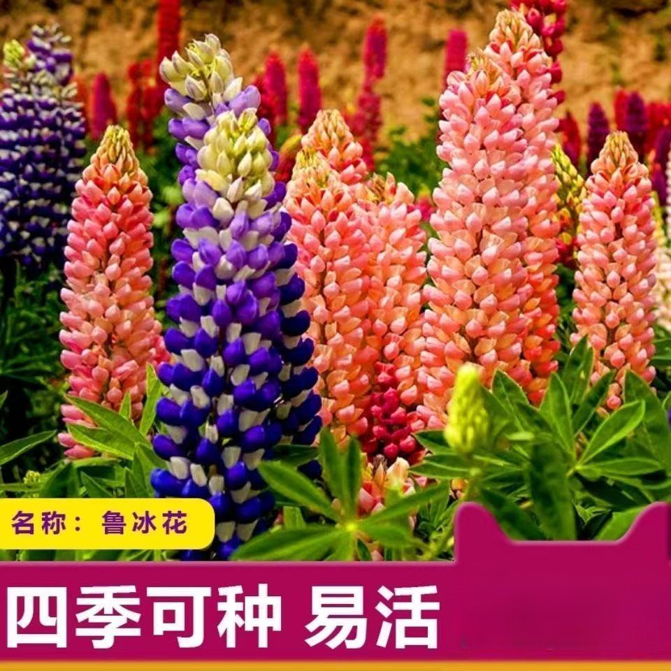 鲁冰花种子四季播种阳台盆栽庭院花卉植物花卉种子庭院
