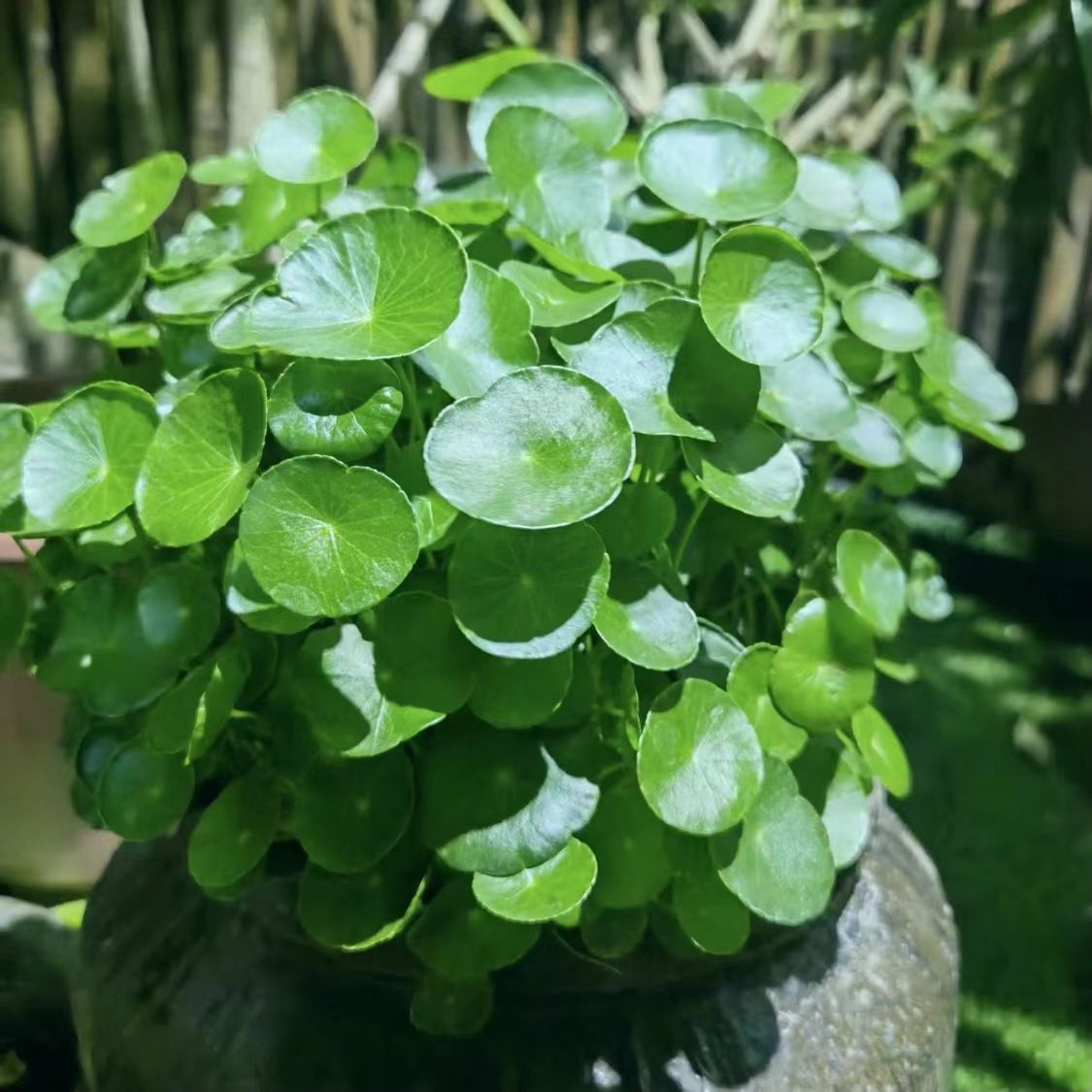 铜钱草草种子水培土培种子金钱草盆栽庭院绿植易活易种籽