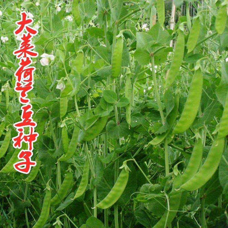 软荚荷兰豆种子耐寒搭架四季大荚菜豆豌豆豆角种籽农家蔬菜种籽