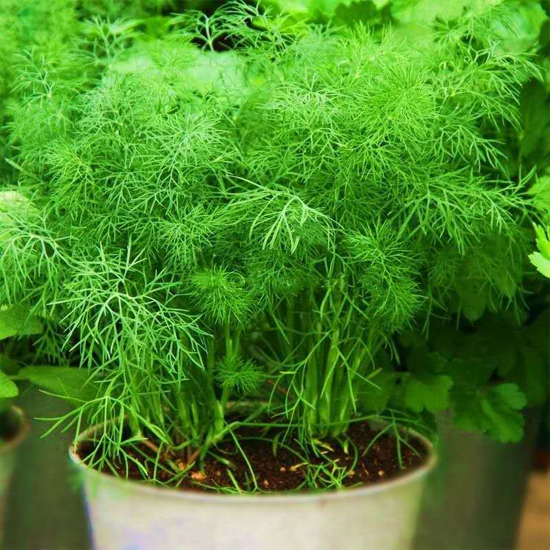 小茴香种子籽种蔬菜苗新鲜香菜盆栽食用四季阳台农家庭院套庭院