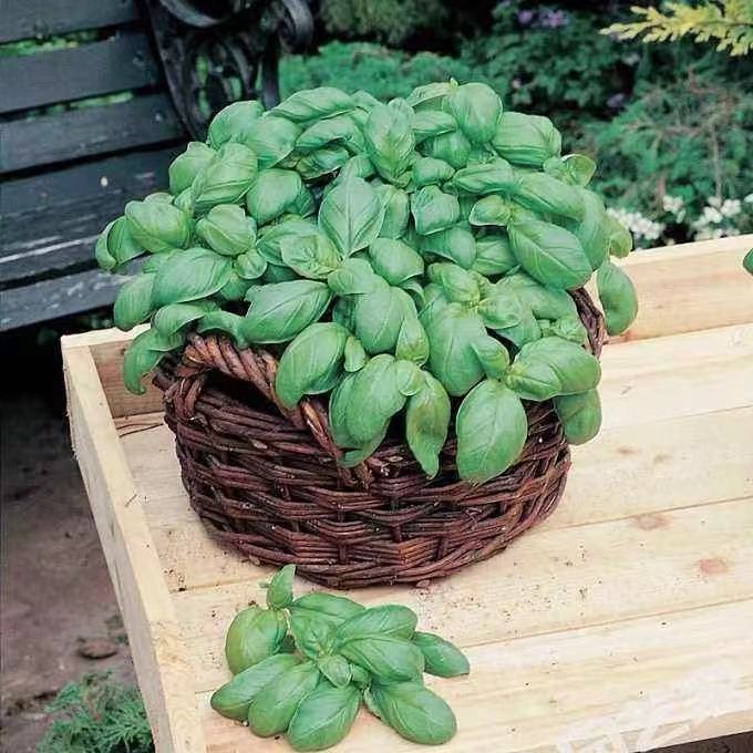 罗勒种子九层塔金不换种子大叶甜罗勒食用香料驱蚊虫香草有机蔬菜