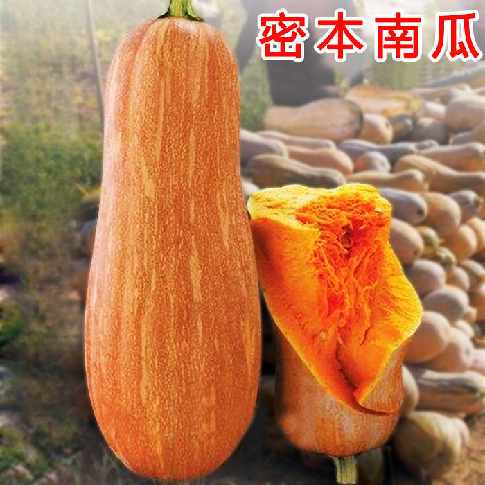 早熟蜜本南瓜种子高产超甜甜面新品种南瓜籽种子春季易种蔬菜种子