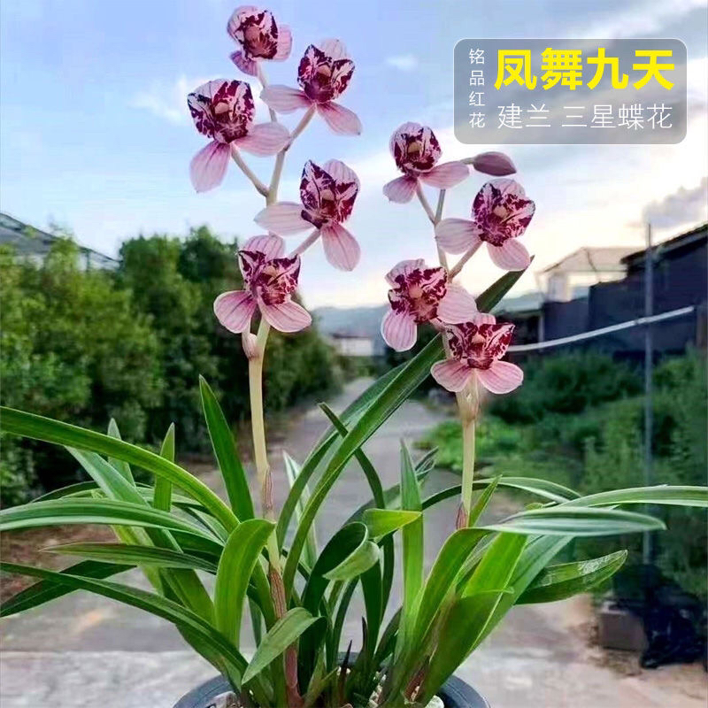 正品兰花 “凤舞九天”建兰名贵三星蝶花夏带花苞室内盆栽