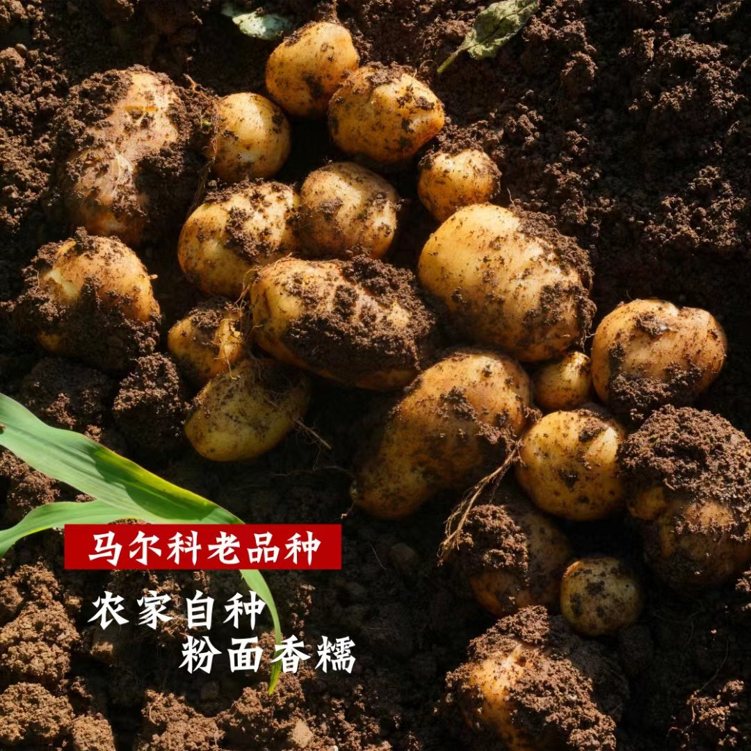 新鲜高山黄心小土豆农家自种土豆产地直发马铃薯洋芋5斤包邮