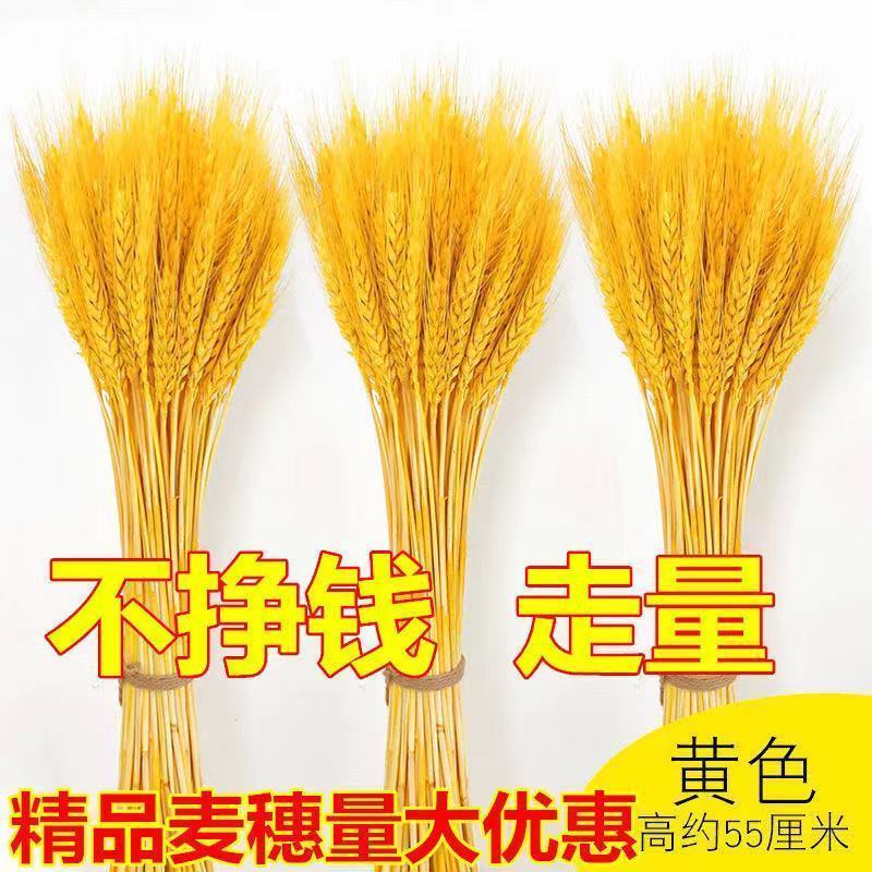 新疆包邮天然麦穗干花花束新年客厅摆放花黄金麦穗干花插花装饰品