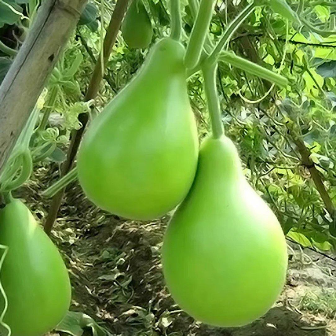 【农家自种】河南菜葫芦皮薄肉厚鲜嫩多汁产地直发现采现发