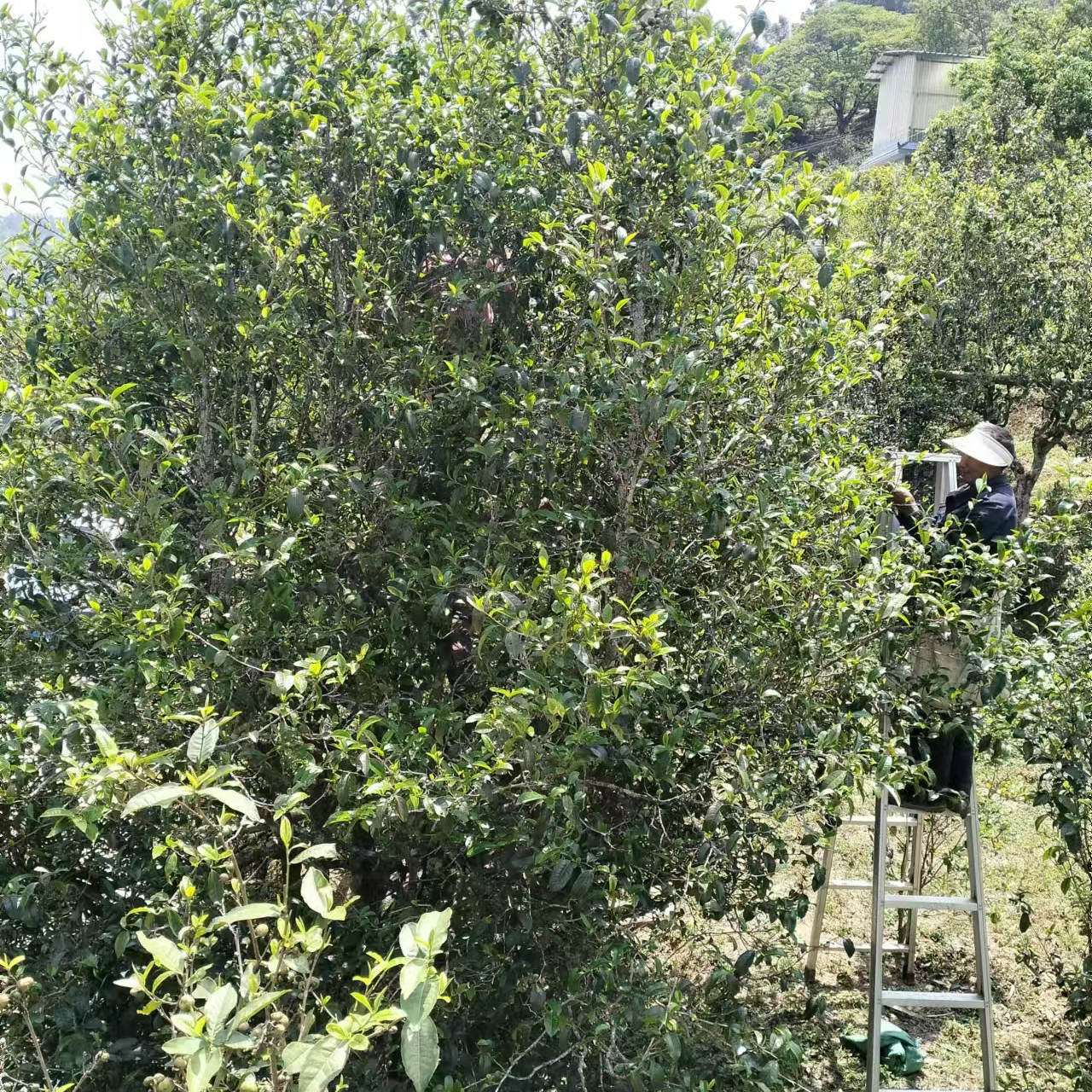 通用纸山箐头春古树