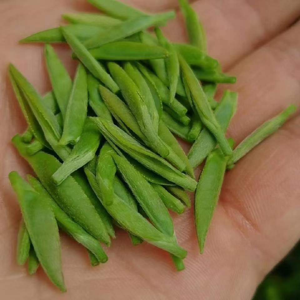 团山村白露独芽古树茶