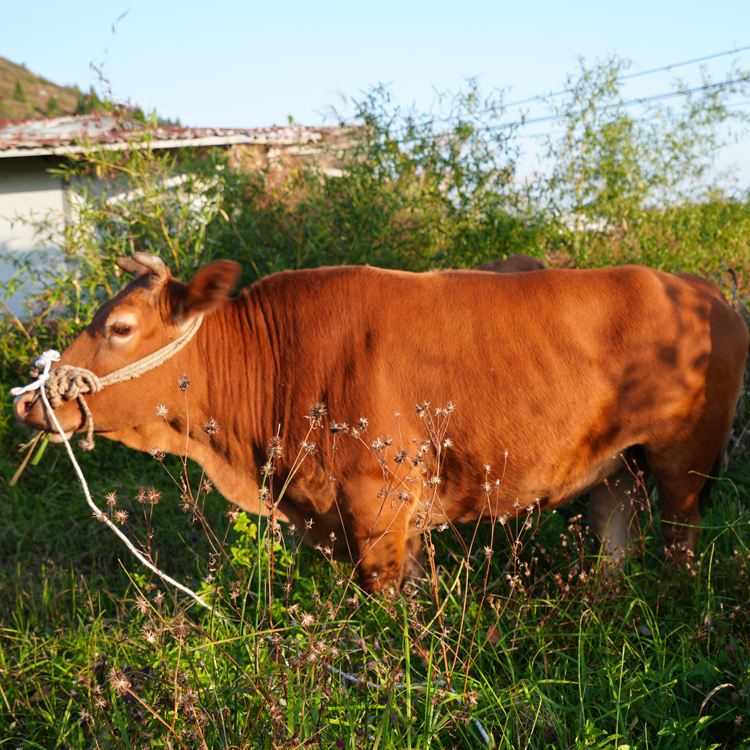 【现称专拍①】改价链接，贵州高山金膘土黄牛，大山深处的味道】