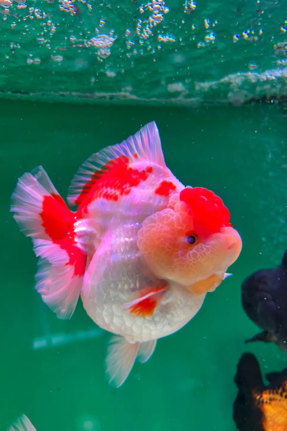 金鱼泰狮观赏鱼(以直播间选鱼为准）包活不包邮