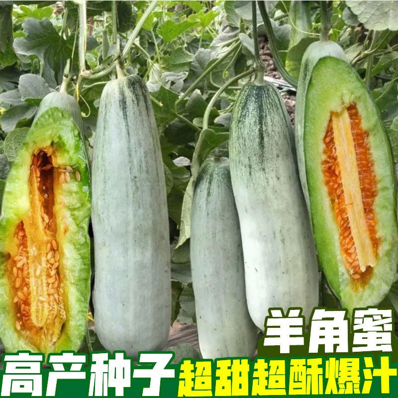 甜瓜种子籽羊角蜜种子四季高产羊角酥农家大田庭院高产水果种子籽