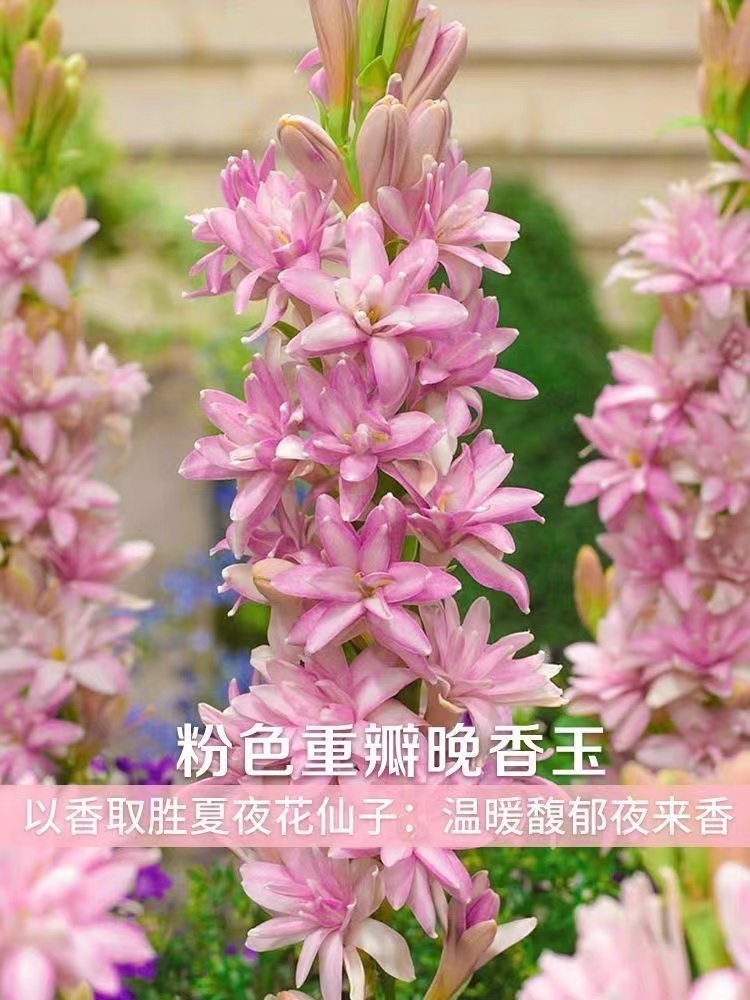 福利15-20芽头白色粉色【重瓣晚香玉】新人送肥料