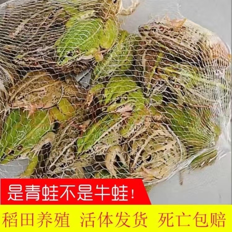 【包活到家】【特特大蛙】青蛙鲜活稻田青蛙新鲜田鸡烧烤食材散养食用