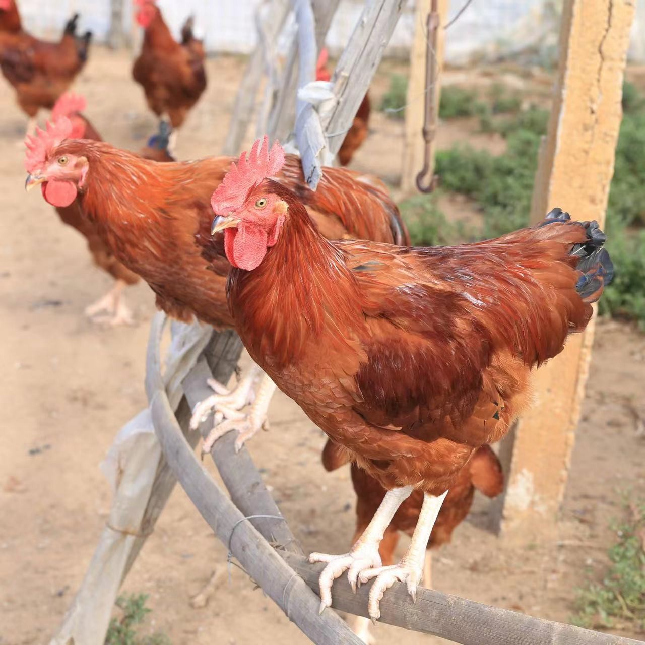 东北散养小笨鸡溜达现选现出栏（空运）