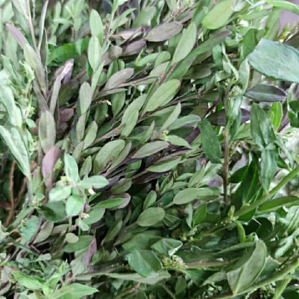 叶叶一枝花100g金牛菜