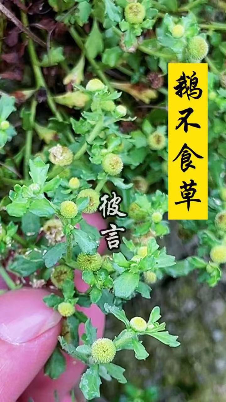 鹅不食草新鲜采摘鹅仔草200g