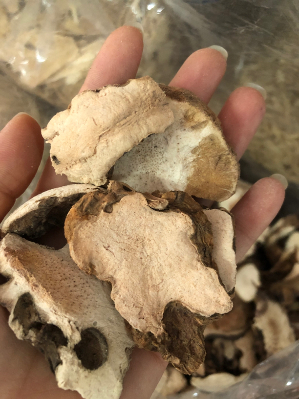 广东深山野生九两，冷饭头250克自然晾晒