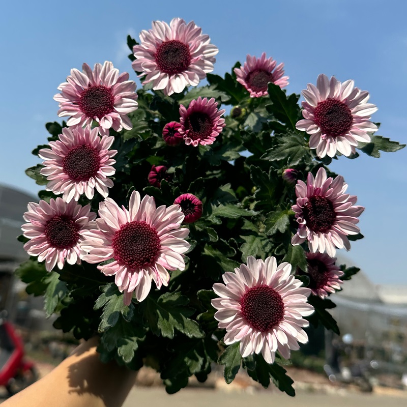 网红菊花盆栽三文鱼草莓熊玲珑小菊斑纹菊好养四季开耐热耐寒植物