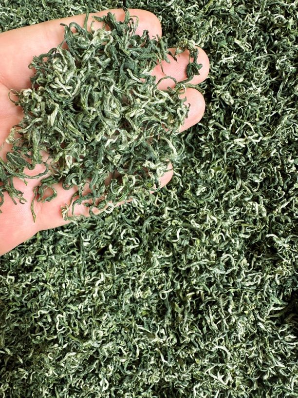 2025头春头采高山优质绿茶